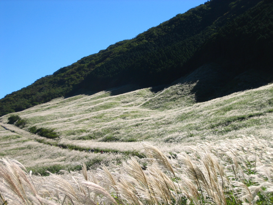 仙石原すすき草原