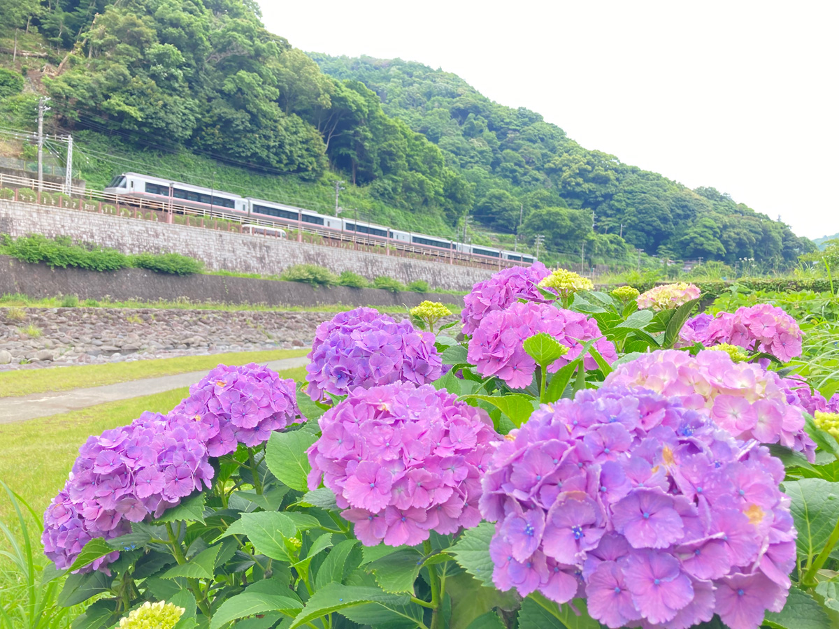 あじさいとロマンスカー