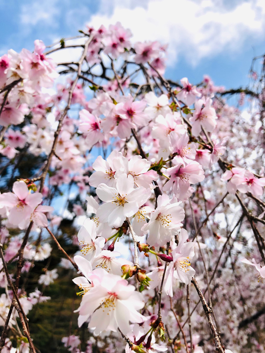 ホテルの桜