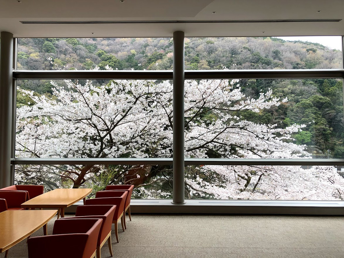 レインボープラザからの桜