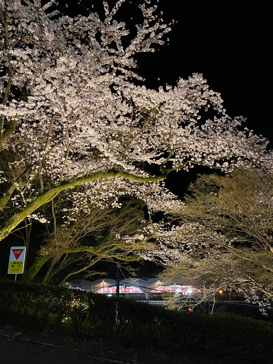 夜桜と箱根登山電車（箱根湯本～小田原）