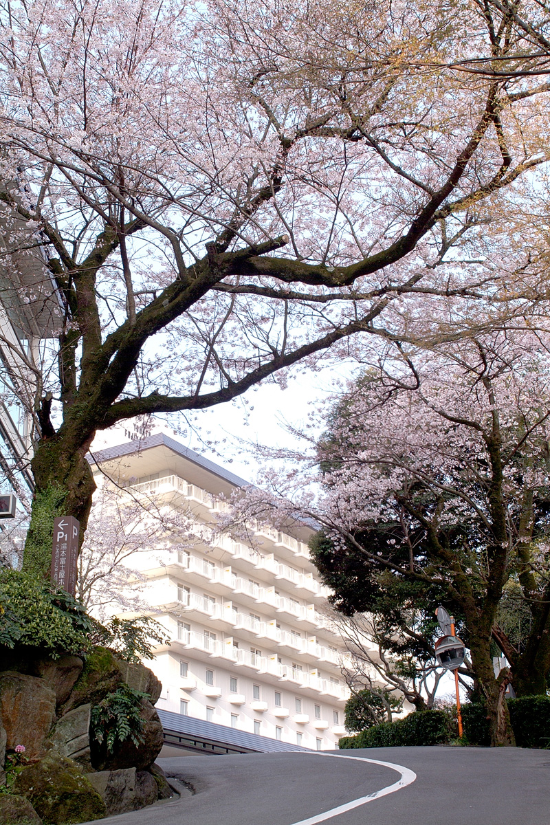 桜と本館